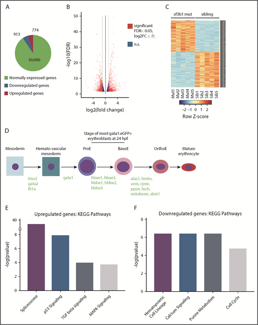 Figure 3. TGFβ- and Tp53-regulated genes are upregulated in sf3b1-mutant erythroid progenitors. (A) Representative chart of gene expression in gata1:eGFP+ cells from sf3b1 mutants. (B) Volcano plot displaying differentially expressed genes between gata1:eGFP+ cells from sf3b1 mutants and siblings. Significant differences are defined as FDR <0.05 and log2 fold change (FC) >1. Gray lines denote the fold-change threshold. (C) Heatmap of top 500 differentially expressed genes between gata1:eGFP+ cells from sf3b1 mutants and siblings. Each row is a gene and each column is a replicate. Mutant samples are shown on the left and sibling samples are shown on the right. (D) Schematic highlighting normally expressed hematopoietic genes in sf3b1-mutant erythrocytes and the stage at which they begin to be expressed (gene names in green). (E-F) Representative charts of significantly altered KEGG pathways in genes upregulated (E) or downregulated (F) in sf3b1-mutant erythroid progenitors compared with sibling controls as determined by mSigDB analysis. BasoE, basophilic erythroblast; OrthoE, orthochromatophilic erythroblast; ProE, proerythroblast.