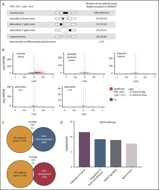 Figure 4. Cancer-associated genes are misspliced in sf3b1-mutant erythroid progenitors. (A) Schematic of the different splicing events detected by analysis with rMATS. The numbers in the parentheses (n1:n2) indicate the number of significant events that have higher inclusion level for sibling (n1) or for mutant (n2). (B) Volcano plot of differential splicing events between gata1:eGFP+ cells from sf3b1 mutants and siblings. Significant differences are defined as FDR ≤0.01 and Δψ > |0.1|. Gray lines denote the Δψ threshold. (C) Venn diagrams showing overlap of misspliced transcripts with differentially expressed genes. Probability of overlap calculated by hypergeometric distribution. (D) Representative charts of significantly altered KEGG pathways in misspliced transcripts in sf3b1-mutant erythrocytes compared with sibling controls as determined by mSigDB analysis. DEG, differentially expressed genes; psi, percent spliced in; ss, splice site.