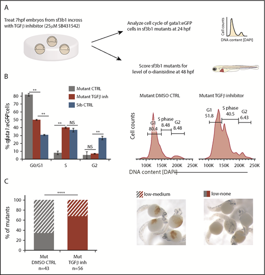 Figure 5. TGFβ-mediated cell-cycle arrest is protective for sf3b1-mutant erythrocytes. (A) Schematic of experiment to determine whether inhibition of TGFβ signaling alters erythroid cell-cycle arrest or anemia in sf3b1 mutants. (B) Graph quantifying the percentage of gata1:eGFP+ erythrocytes in G0/G1, S, or G2/M phases of the cell cycle at 24 hpf in sf3b1 mutants treated with a DMSO control or 25 μM of the TGFβ inhibitor SB431542. Cell cycle of wild-type siblings is included for comparison. Representative flow cytometry histograms of erythrocyte DNA content as measured by DAPI fluorescence intensity on sf3b1 mutants treated with a DMSO control or 25 μM SB431542 are shown on the right. Statistical significance calculated by an ANOVA with a Bonferroni FDR multitesting correction. (C) Graph showing frequency of sf3b1 mutants with designated levels of o-dianisidine–positive oxygenated erythrocytes at 48 hpf after treatment with DMSO control or 25 μM SB431542. Total number of mutants analyzed per treatment group is listed below the graph. Images of sf3b1-mutant embryos with low-medium or low-none o-dianisidine–positive cells are shown to the right. Significance of comparison between groups determined by the Fisher's exact test. All experiments were done in biological triplicates. **P < .01, ****P < .0001. (C) O-dianisidine stain; original magnification ×4.