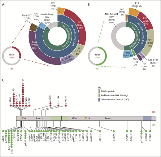 Figure 1. Overview of FOXO1 mutations in pediatric sporadic and endemic BL patients. The distribution of mutations in patient samples identified in the evolutionarily conserved cluster region (M1, R19-L27), including the AKT motif (R19-T24), are shown for the 23 of 78 FOXO1 mutated sporadic BL (sBL; red) (A) and the 48 of 89 FOXO1-mutated endemic BL (eBL; green) (B) samples, taken at initial diagnosis. Fourteen patients had multiple FOXO1 mutations: in 4 cases, 2 mutations were both located within the cluster region (as indicated), 3 had an S22 mutation with a second mutation located outside the cluster region and the remaining 7 cases had 2 or more mutations located outside the cluster region only. (C) Mutation lolliplot showing the positions of all mutations detected in the FOXO1 protein relative to the phosphorylation sites T24, S256, and S319 (yellow) and protein domains. Mutations in the sBL cohort are shown at top in red and in the eBL cohort at bottom in green.