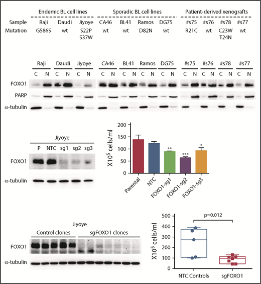 Figure 4. Investigation of FOXO1 function in endemic BL cells using CRISPR/Cas9 gene editing. (A) Summary of FOXO1 mutations detected in 7 human BL cell lines and 4 patient-derived xenografts. (B) Western blot showing FOXO1 protein expression and localization in BL cell lines and 4 patient-derived xenografts. PARP and α-tubulin were used as loading controls for the nuclear (N) and cytoplasmic (C) fractions, respectively. CRISPR/Cas9 gene editing in the Jiyoye cell line, analyzing bulk populations (C) and individual clones (D). Left panels show FOXO1 protein expression by western blot. Right panels show the effect on cell proliferation determined by Trypan Blue cell counting over a 7-day time course. (C) The mean and the standard deviation of 3 independent experiments are presented. (D) Each dot in the box-whisker plot (10th-90th percentile) represents the mean of 3 independent experiments performed with an individual clone. *P < .05, **P < .01, ***P < .001. NTC, nontargeting controls