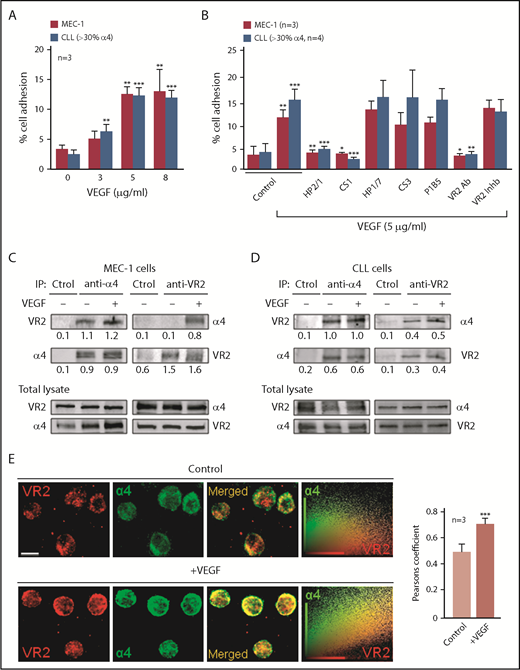 Figure 1. Functional association between α4β1 integrin and VEGFR2 in CLL cells. (A) 2′,7′-Bis-(2-carboxyethyl)-5-(and-6)-carboxyfluorescein acetoxymethyl ester (BCECF-AM)–labeled MEC-1 cells (3 independent experiments) or primary CLL cells from 3 patients (P4, P9, P10) were added to wells coated with the indicated concentrations of VEGF. After 60 minutes at 37°C, attached cells were quantified using a fluorescence analyzer. (B) MEC-1 cells (3 independent experiments) or primary CLL cells (P1, P4, P5, P9), with or without previous incubation with the indicated inhibitors, were added to wells coated with 5 μg/mL VEGF and adhesion was quantified as explained. Values represent the percentage of the total number of cells added. (C-D) A total of 15 × 106 MEC-1 cells (C) or primary CLL cells (D; P4) were serum-starved for 2 hours and treated or not with 50 ng/mL soluble VEGF for 15 minutes. Cells were lysed, immunoprecipitated (IP) with anti-α4, anti-VEGFR2 (VR2), or control (Ctrol) Abs and analyzed by western blotting. The total lysate for each condition was also analyzed by western blotting. Numbers indicate the ratio of immunoprecipitated protein with respect to the amount of that protein in the total lysate. (E) Primary CLL cells (P2, P5, P11) were cultured (2 hours, 37°C) on glass coverslips coated with 10 μg/mL poly-l-lysine (control, top panels) or 5 μg/mL VEGF (bottom panels). Cells were fixed and analyzed by confocal microscopy using the indicated primary Abs and Alexa 568– or Alexa 488–labeled secondary Abs. Colocalization of α4 integrin (green) and VEGFR2 (red) was further demonstrated by dot-plot analyses and quantified by the Pearson correlation coefficient. Scale bar, 4 µm. Confocal images for P11 and average values for the 3 patients analyzed ± standard error of the mean (SEM) are shown. *P < .05; **P ≤ .01; ***P ≤ .001.