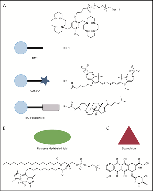 Figure 1. Molecular structures of the compounds used in this article, with the symbols used for schematic representations. (A) Structure of BAT1, and its derivatives, BAT1-Cy5 (fluorescently labeled BAT1 conjugate) and BAT1-cholesterol (used to decorate liposomes with BAT1). (B) Structure of the fluorescently labeled lipid, TopFluor, which was used to label liposomal membranes for ease of tracking. (C) Structure of doxorubicin, the drug cargo loaded into liposomes and delivered using BAT1 targeting.