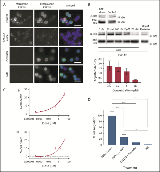 Figure 4. BAT1 acts as a pure antagonist against CXCL12, reducing migration along the chemokine gradient and cell viability in vitro. (A) Fluorescence microscopy analysis of receptor redistribution following exposure to CXCL12, BAT1, or plerixafor. Primary CLL cells were incubated with vehicle, 20 µM BAT1, or 20 µM plerixafor for 3 hours before exposure to CXCL12 for 10 minutes. Control cells were incubated with vehicle alone (no CXCL12). Cells were then stained for membrane and cytoplasmic CXCR4 to assess its distribution. Unstimulated CLL lymphocytes (top row) express CXCR4 at the cell surface and in the cytoplasm. Binding of CXCL12 causes receptor internalization with intracellular redistribution, with possible trafficking of cytoplasmic CXCR4 to the membrane (second row). Plerixafor (third row) and BAT1 (bottom row) bind to surface CXCR4, blocking immunoreactivity, but they do not induce receptor internalization or redistribution. Original magnification ×600 (60× 1.4 N.A. objective lens). Scale bars, 20 µm. (B) Immunoblotting demonstrates BAT1’s antagonism of CXCL12-induced signaling. Primary CLL cells were incubated with BAT1, plerixafor, or vehicle for 3 hours before exposure to CXCL12 for 10 minutes. Lysates were prepared, and signaling levels were assessed by immunoblotting for ERK phosphorylation (p-ERK). Incubation with BAT1 led to a dose-dependent reduction in p-ERK, with saturating levels of BAT1 reducing p-ERK to similar levels as 20 µM plerixafor or no stimulation. Densitometric quantification of the blots is shown with adjustment relative to total ERK for each lane. Percentage errors were calculated based on the average variation between equivalent blots across several experiments. (C) Effects of BAT1 and plerixafor on cell viability were assessed over 24 hours using flow cytometry. Primary CLL cells were incubated with plerixafor (i) or BAT1 (ii) at a range of concentrations over 24 hours. A progressive decrease in cellular viability was demonstrated at concentrations exceeding 20 nM BAT1 or plerixafor. Experiments were performed in triplicate, and the mean was taken. Errors are the standard deviation of the mean, added in quadrature to the standard error on the gating. Curves were fitted using nonlinear regression with software’s in-built log(agonist) vs response curve with variable slope, based on the Hill equation. (D) Inhibition of chemotaxis in response to CXCL12 was assessed using a filter migration assay, where cell migration was assessed using flow cytometry. BAT1 significantly reduces chemotactic migration of CLL lymphocytes. No significant difference in migration levels was seen between the BAT1-treated cells and those treated with plerixafor or vehicle alone. ***P < .001, 1-way analysis of variance with the Holm-Sidak multiple-comparisons test. ns, not significant.