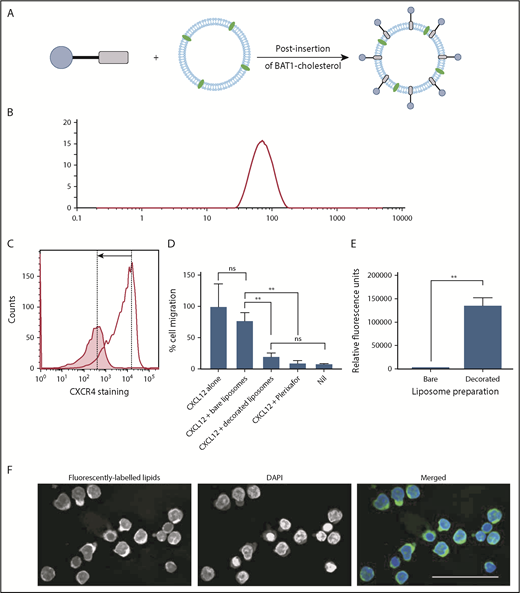 Figure 5. BAT1-cholesterol can be used to decorate fluorescently labeled liposomes, resulting in significantly higher uptake into cells. (A) Illustration of the prepared liposomes, indicating BAT1-cholesterol decoration of the fluorescently labeled liposomal membrane using the postinsertion method. (B) Liposome sizes were assessed using DLS. A representative line graph from the analysis is shown: intensity is related to particle size using the Mie scattering function. (C) CXCR4 antibody staining was used to assess the specificity of liposome binding. Cells were stained with phycoerythrin-CXCR4 antibodies following incubation with bare liposomes (black line) or BAT1-decorated liposomes (filled graph). In the presence of bare liposomes, ∼94% of the live cells are stained to a high level. In the presence of BAT1-labeled liposomes, ∼37% of cells are stained, and the median fluorescence is significantly lower. Cell staining reduction is indicated by the arrow. (D) Cell migration in response to CXCL12 was measured using a filter migration assay. Data shown are from 1 representative case. Experiments were performed in triplicate, means were taken across the triplicates, and errors were calculated as the standard deviation of the mean. BAT1-decorated liposomes inhibit migration along a CXCL12 gradient: no significant difference in migration inhibition is observed between BAT1-decorated liposomes and 20 μM plerixafor or the negative control. Further, no significant difference in migration was observed between cells incubated with bare liposomes and the positive control. **P < .01, 1-way analysis of variance with the Holm-Sidak multiple-comparisons test. (E) Flow cytometry was used to quantify levels of liposomal attachment and uptake. At only 30 µM liposomes, the cells incubated with decorated liposomes presented significantly higher levels of fluorescence (**P < .01, Student t test). (F) Laser deconvolution microscopy was used to show in which region of the cell the liposomes are located after a 3-hour incubation. Liposomes fluoresce in green, whereas nuclei are labeled with DAPI (blue). Images were prepared by building a z-projection (median intensity) from the image stack comprising the central region of the cell. The liposomes are observed throughout the cytoplasm. Scale bar, 50 µm.
