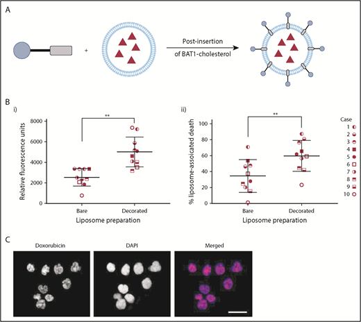 Figure 6. BAT1 decoration of dox-liposomes leads to increased uptake in primary CLL cells, causing significantly increased rates of death compared with bare liposomes. (A) Schematic illustrating the postinsertion process for decorating dox-liposomes. (B) Primary CLL cells from 10 subjects were incubated with dox-liposomes, with and without BAT1 decoration. (Bi) Liposomal uptake and doxorubicin delivery were determined by assessing the doxorubicin-associated fluorescence in dead cells using flow cytometry. Each point represents the median fluorescence from an individual case. Median doxorubicin-associated fluorescence in dead CLL cells is significantly higher when CLL cells are incubated with BAT1-decorated dox-liposomes than with bare dox-liposomes. P = .0020, Wilcoxon matched-pairs signed-rank test. (Bii) Dox-liposome–associated death was measured in primary CLL cells across 10 cases using flow cytometry. The number of dead cells was calculated using forward/side scatter. BAT1-decorated liposomes consistently led to increased levels of cell death across all cases tested. P = .0039, Wilcoxon matched-pairs signed-rank test (**P < .01). (C) Cellular localization of the doxorubicin was assessed using laser deconvolution microscopy. Images were prepared by building a z-projection (intensity sum) from the image stack comprising the central region of the cell. Colocalization of the doxorubicin-associated red fluorescence and the DAPI staining was used as a measure of delivery to the cell nucleus. Doxorubicin is delivered to the cell nucleus in large quantities when cells are incubated for 3 hours with BAT1-decorated liposomes. Scale bar, 20 µm.