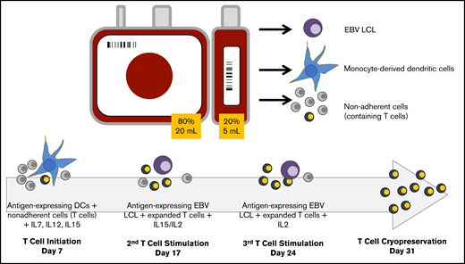 Schematic of CB-VST manufacture in ACT-CAT and ACTCAT2 clinical trials. Eighty percent of the CB unit was used as the CB transplant graft, and 20% was used to expand the VST. From the 20% fraction, 5 to 10 million peripheral blood mononuclear cells (PBMCs) were used for EBV lymphoblastoid cell line (LCL) generation; the remaining cells were used to generate dendritic cells (DCs) or used as the source of T cells. DCs were matured and transduced with the Ad5f35-pp65 vector (ACT-CAT) on day 5 and/or cocultured with overlapping viral peptides (PepMix) (ACT-CAT2), then cocultured with the nonadherent fraction (containing T cells) on day 7 in the presence of IL-7, IL-12, and IL-15. At the second and third stimulation, EBV-transformed B cells were transduced with the same Ad5f35-pp65 vector 2 days before the T-cell stimulation or pulsed with PepMix the day of stimulation, which was performed in the presence of IL-15 (second stimulation) and IL-2 (third stimulation).