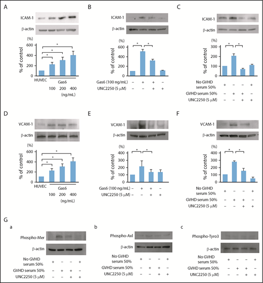 Figure 3. Effect of Mer inhibition on ICAM-1 and VCAM-1 upregulation induced by exogenous Gas6 or the exposure of sera isolated from patients with grade III aGVHD in ECs. (A,D) The expression of ICAM-1 and VCAM-1 in ECs was upregulated by exogenous Gas6. The ECs were incubated for 24 hours with exogenous Gas6 (0, 100, 200, 400 ng/mL), followed by western blotting. Representative data are from 4 independent experiments. *P < .05. (B,E) The expression levels of ICAM-1 and VCAM-1 were increased by exogenous Gas6, and 5 μmol/L UNC2250, a selective Mer tyrosine kinase inhibitor significantly suppressed ICAM-1 and VCAM-1 upregulation in the ECs, which were then incubated for 24 hours with exogenous Gas6 (100 ng/mL) with or without UNC2250 (5 μmol/L), followed by western blotting. Results are shown as mean ± SD of statistical analyses from 4 separate experiments. *P < .05. (C,F) The expression of ICAM-1 and VCAM-1 was significantly increased by the exposure of sera isolated from patients with grade III aGVHD, and 5 μmol/L UNC2250 suppressed the ICAM-1 and VCAM-1 upregulation in ECs. The ECs were incubated for 24 hours with the sera isolated from patients with or without grade III aGVHD at a level of 50 (vol/vol) of the total medium with or without UNC2250 (5 μmol/L), followed by western blotting. Results are shown as mean ± SD of statistical analyses from 4 separate experiments. *P < .05. (Ga-c) The effects of GVHD sera on the phosphorylation of Mer, Axl, and Tyro3 in the ECs. Thirty minutes of incubation of GVHD sera specifically induced the phosphorylation of Mer in the ECs. Representative data are from 3 independent experiments.