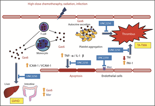Figure 7. Schematic diagram describing the effects of the Gas6-Mer axis on endothelial dysfunction in the overlapping pathology between GVHD and TA-TMA Gas6 may be secreted from donor lymphocytes and monocytes in the peripheral blood of patients with GVHD. Gas6 mediated via Mer tyrosine kinase receptor induced platelet aggregation and hypercoagulable status, leading to subsequent TA-TMA onset. In addition, Gas6-Mer signaling pathway enhances progressive endothelial impairment in the common pathology between GVHD and TA-TMA.
