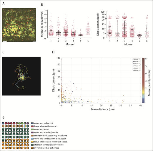 Figure 1. CD4 cell dynamics. Irradiated 129 mice were reconstituted with B6 CD11c-YFP BM, B6 RFP+ CD4 cells, and unlabeled B6 CD8 cells. Ears were imaged ∼28 days after transplantation. (A) Image from a representative video (supplemental Video 1). Mean speeds and displacements for tracked cells are shown in panel B. Each symbol is a unique tracked CD4 cell. (C) Representative tracking from a single video with the starting point of each CD4 cell at the origin. Color denotes time. (D) The mean speed, distance to the YFP surface, and displacement were calculated for each cell in 6 videos (color coded). (E) Average CD4 cell behaviors from 6 videos, represented in a 100-circle plot. “Stable” indicates an instantaneous velocity of less than 5 μm/minute. “In contact” indicates a distance 2 μm or less from the DC surface. “Black space” indicates a distance more than 2 μm from DC surface.