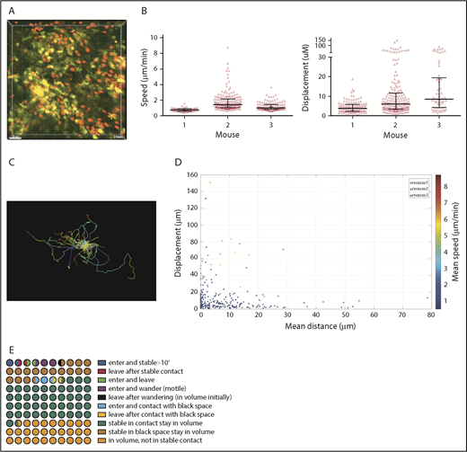 Figure 2. CD8 cell dynamics. Irradiated 129 mice were reconstituted with B6 CD11c-YFP BM, B6 RFP+ CD8 cells, and unlabeled B6 CD4 cells. Ears were imaged ∼28 days after transplantation. (A) Image from a representative video (supplemental Video 2). Mean speeds and displacements for tracked cells are shown in panel B. Each symbol is a unique tracked CD8 cell. (C) Representative tracking from a single video with the starting point of each CD8 cell at the origin. Color denotes time. (D) Mean speed, distance to the YFP surface, and displacement were calculated for each cell in 3 videos (color coded). (E) Average CD8 cell behaviors from 3 videos, represented in a 100-circle plot.
