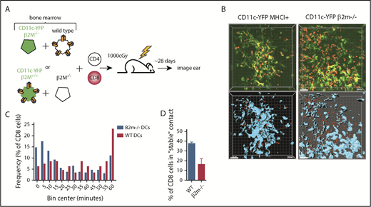 Figure 3. CD8 cells make TCR:MHCI-dependent interactions with CD11c+ donor hematopoietic cells. (A) Experimental design. Irradiated 129 mice were reconstituted with B6 RFP+ CD8 cells, unlabeled B6 CD4 cells, and 1:1 mix of CD11c-YFP/β2M−/− BM and wt B6 BM or CD11c-YFP BM and B6 β2M−/− BM. (B) Representative images from videos with wt (left column) or β2M−/− (right column) CD11c-YFP BM. The upper row depicts original videos; the lower row has been rendered to show the YFP+ surface (blue) with red spheres fit into CD8 cells (supplemental Videos 3-6). (C) Cumulative interaction times between CD8 cells and the YFP+ surface of CD8 cells that ever contact the YFP surface. P = .0001 comparing contacts with wt and β2M−/− YFP+ cells in panel B. (D) Percentage of CD8 cells that ever have contacted the YFP+ surface that stayed in continuous contact for at least 30 minutes. P = .0064.