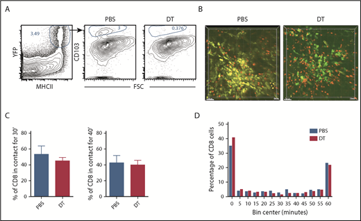 Figure 4. muLangerin-CD11c+ cells make stable interactions with CD8 cells. Irradiated 129 mice were reconstituted with B6 F1(muLangerin-DTRxCD11c-YFP) BM, RFP+ CD8 cells and unlabeled CD4 cells. Approximately 28 days after bone marrow transplantation, mice were treated with PBS or with DT. Mice were imaged 48 hours later. (A) Representative flow cytometry of digested skin, which demonstrates the depletion of CD103+MHCII+CD11c+ cells after DT treatment. (B) Still images from representative videos in PBS (left panel; supplemental Video 7) or DT (right panel; supplemental Video 8). The percentage of CD8 cells in continuous contact with YFP+ cells for at least 30’ or 40’ are shown in panel C. P = .26 comparing PBS and DT-treated groups. (D) Cumulative contact durations between CD8 cells and CD11c+ cells (of CD8 cells that ever contact the DC surface). P = .54.