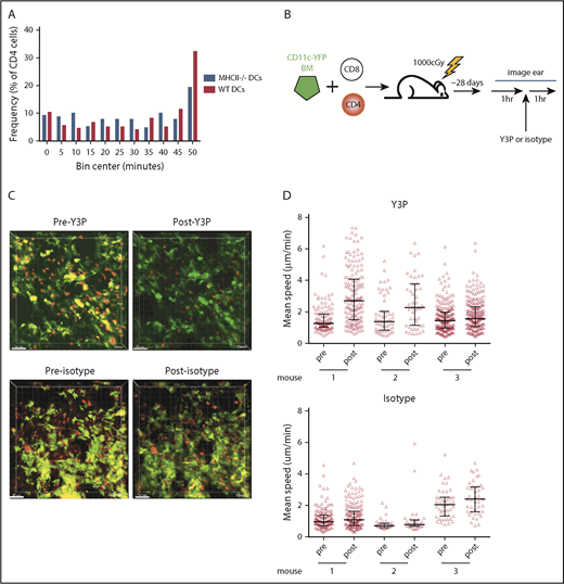 Figure 5. CD4 stability is dependent on TCR:MHCII contacts. Irradiated 129 mice were reconstituted with B6 RFP+ CD4 cells, unlabeled B6 CD8 cells, and 1:1 mix of CD11c-YFP/MHCII−/− BM and wt B6 BM or CD11c-YFP BM and B6 MHCII−/− BM. Shown in panel A are cumulative interaction times between CD4 cells and the YFP+ surface (of CD4 cells that ever contact the YFP surface). P = .67 comparing interactions between CD4 cells and wt or MHCII−/− DCs. (B-C) In vivo treatment with an anti-MHCII mAb (Y3P) increased CD4 cell speeds. (B) Experimental design. (C) Representative images from videos of an ear pre- and posttreatment with Y3P or isotype (supplemental Videos 9-12). (D) Mean CD4 speeds pre- and posttreatment with Y3P (upper panel) or isotype (lower panel). P ≤ .005 comparing speeds before and after Y3P for each mouse. P ≥ .09 comparing speeds before and after isotype antibody treatment of each mouse.