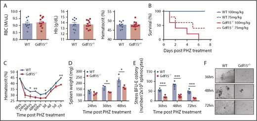 Figure 1. Gdf15 signaling is required for recovery from PHZ induced acute anemia. (A) Steady-state erythropoiesis is represented by red blood cell (RBC) counts, hemoglobin (Hb) concentrations, and hematocrit levels. n = 9 for WT and n = 11 for Gdf15−/−. Data are shown as individual subject and the mean ± standard error of the mean (SEM). (B-F) Analysis of recovery from PHZ-induced acute anemia. (B) Survival analysis of WT and Gdf15−/− after receiving different doses of PHZ with P = .0019 when Gdf15−/− is compared with control (Gehan-Breslow-Wilcoxon test). (C) Hematocrit levels during the entire recovery period. Each time point reflects >5 mice analyzed. Data are shown as the mean ± SEM. (D) Spleen weights at key time points during recovery. (E-F) Spleen stress BFU-E assay was conducted at key time points following PHZ injection. (E) Quantification of stress BFU-E colonies. (F) Representative images of stress BFU-E colonies of WT and Gdf15−/− mice. Pictures were taken with 40× magnification using an Olympus CK40 microscope. Each time point reflects >3 mice analyzed. Data are shown as individual subject and the mean ± SEM. *P < .05, **P < .01, and ***P < .001.