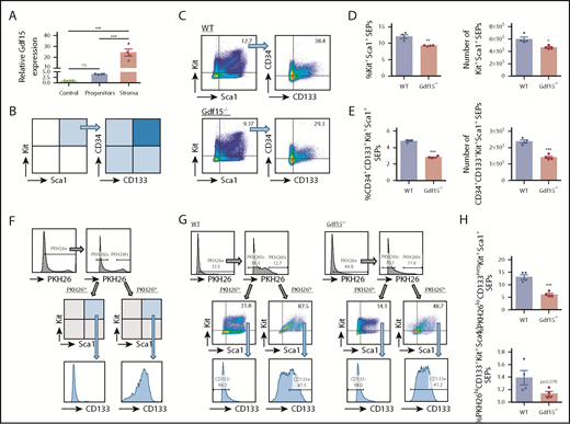 Figure 3. Mutation of Gdf15 impairs expansion of stress erythroid progenitors in vitro. (A) Analysis of relative Gdf15 expression levels in unfractionated bone marrow (control), isolated erythroid progenitors (progenitors), and stromal cells (stroma) after 7 days of SEEM culture. One-way analysis of variance followed by Tukey pairwise comparison was performed. (B-E) Unfractionated WT or Gdf15−/− bone marrow cells were cultured for 7 days in SEEM. Nonadherent SEPs were collected and stained with fluorescent anti-Kit, anti-Sca1, and anti-CD133 antibodies. (B) Flow gating strategy schematic. (C) Representative flow cytometry analysis. (D) Percentage (left) and total number (right) of Kit+Sca1+ cells. (E) Percentage (left) and total number (right) of CD34+CD133+Kit+Sca1+ cells, Data are shown as individual subject and the mean ± SEM. (F-H) Unfractionated WT or Gdf15−/− bone marrow cells were labeled with PKH26 dye at the beginning of a 5-day culture in SEEM. (F) Schematic of the gating strategy. (G) Representative flow cytometry analysis. (H) Percentage of PKH26loCD133negKit+Sca1+ cells (top) and PKH26hiCD133+Kit+Sca1+ cells (bottom). Data are shown as individual subject and the mean ± SEM. *P < .05, **P < .01, and ***P < .001. ns, not significant.