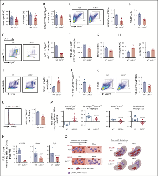 Figure 4. Gdf15−/− defects in steady state and in splenic niche after 75% dosage of PHZ challenge. (A) Analysis of the concentration and percentage of monocytes in the peripheral blood at steady state. n = 9 for WT and n = 11 for Gdf15−/−. (B) Analysis of F4/80−CD11b+Ly6C+ monocytes in the homeostatic bone marrow. (C) Flow cytometry analysis of steady-state spleen resident red pulp macrophages, F4/80+Vcam1+ (left) and percentage of F4/80+Vcam1+ cells (right). (D-N) WT and Gdf15−/− mice were challenged with 75 mg/kg body weight PHZ through intraperitoneal injection. (D-F) Spleen cells were collected 24 hours after PHZ injection and stained for intracellular Ccl2 and cell surface CD11b and Ly6C. (D) Percentage of Ccl2+ splenocytes. (E) Flow cytometry analysis of CD11b and Ly6C expression on Ccl2+ cells (left) and the percentage of CCL2+CD11b+Ly6C+ monocytes in the spleen (right). (F) MFI of F4/80 expression on CCL2+CD11b+Ly6C+ monocyte population. (G-N) Blood and spleens were collected 48 hours after PHZ challenge. (G) Hematocrit. (H) Monocyte frequency (left) and percentage (right) in peripheral blood. (I) Flow cytometry analysis of spleen cells stained with anti-F4/80, anti-CD11b and anti-Ly6C antibodies (left) and the percentage of CD11b+Ly6C+ monocytes in the spleen (right). (J) The percentage of F4/80+CD11b−Ly6C− macrophages in the spleen. (K) Flow cytometry analysis of macrophage surface markers, F4/80 and Vcam1 (left), and the percentage of F4/80+Vcam1+ red pulp macrophages. (L) Flow cytometry analysis CD169 expression in splenocytes (left) and the percentage of F4/80+CD169+ macrophages in the spleen. (M) Changes in macrophage and monocyte populations between 24-hour and 48-hour time points after PHZ treatment. Percentage of CD11b+Ly6C+ monocytes (far left), percentage of F4/80+CD11b−Ly6C− macrophages (mid-left), percentage of F4/80+Vcam1+ RPMs (mid-right) and percentage of F4/80+CD169+ macrophages (far right) are shown as fold changes. (N) Change in relative expression levels of CD163, Hmox1, and Spic in the spleen between 24-hour and 48-hour time points are shown as fold changes. Data are shown as individual subject and the mean ± SEM. *P < .05, **P < .01, and ***P < .001. (O) Schematic of differences of monocyte mobilization in the peripheral blood, homing to the spleen, and monocytes differentiation into RPMs in WT and Gdf15−/− mice. MFI, mean fluorescent intensity.
