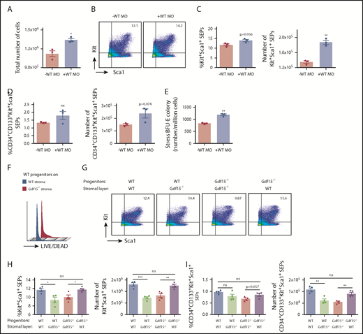 Figure 5. Defects in Gdf15−/− stroma contribute to impaired expansion of SEPs in vitro. (A-E) Gdf15−/− BM cells were cultured in SEEM in vitro with or without the addition of WT CD11b+Ly6C+ monocyte (WT MO). After coculturing for 7 days, total cell numbers are presented in panel A. (B) Representative flow cytometry analysis of erythroid progenitor surface markers. (C) The percentages of Kit+Sca1+ SEPs (left) and absolute numbers of Kit+Sca1+ SEPs (right). (D) The percentages (left) and absolute numbers (right) of CD34+CD133+Kit+Sca1+ SEPs. Addition of WT monocytes promoted the expansion of Gdf15−/− SEPs. (E) Stress BFU-E colony production in cultures ± WT monocytes. (F-I) WT and Gdf15−/− BM cells were cultured in SEEM for 3 days. Nonadherent progenitor cells were collected with culture media and plated on the stromal layer of the indicated genotype. Progenitors were cultured for another 4 days before analysis. (F) Flow cytometry analysis of living vs dead progenitor cells. (G) Flow cytometry analysis of Kit+Sca1+ stress erythroid progenitors of the indicated genotype grown on the indicated stromal genotype. (H) Statistical analyses on percentages (left) and absolute numbers (right) of Kit+Sca1+ SEPs. (I) Statistical analyses on percentages (left) and absolute numbers (right) of CD34+CD133+Kit+Sca1+ SEPs. Data are shown as individual subject and the mean ± SEM. *P < .05, **P < .01, and ***P < .001.