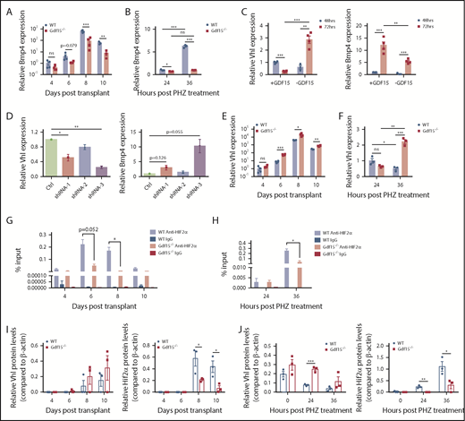 Figure 6. Gdf15 signaling activates Hif2α-dependent Bmp4 expression via inhibition of Vhl during the recovery from anemia. (A-B) Analysis of relative mRNA expression levels of Bmp4 in the spleen at key time points during the recovery from BMT (A) and PHZ challenge (B), respectively. Each time point reflects >3 mice analyzed. Data are shown as individual subject and the mean ± SEM. (C) Primary spleen cells isolated from Gdf15−/− mice were treated ±10 ng/mL GDF15 for the indicated time. Relative Bmp4 and Vhl mRNA expression levels were determined by qRT-PCR. Each time point reflects >3 mice analyzed. Data are shown as individual subject and the mean ± SEM. (D) Primary spleen cells derived from Gdf15−/− mice were transduced with short hairpin RNAs targeting Vhl gene for 48 hours and then cultured in stress erythropoiesis media for 72 hours. Relative mRNA expression levels of Bmp4 and Vhl were analyzed by qRT-PCR. Each treatment was done in triplicate and the histogram is representative of 2 independent experiments. Data are shown as the mean ± SEM. (E-F) Analysis of relative mRNA expression levels of Vhl in the spleen at key time points during the recovery from (E) BMT and (F) PHZ challenge, respectively. Each time point reflects >3 mice analyzed. Data are shown as individual subject and the mean ± SEM. (G-H) Chromatin immunoprecipitation analysis of Hif2α binding to HRE4 of Bmp4 gene in the spleen during the recovery from BMT (G) and PHZ (H) treatment. Binding affinity is expressed as fraction of input DNA. Each time point reflects >3 mice analyzed. Data are shown as the mean ± SEM. (I-J) Analysis of Vhl and Hif2α protein expression in the spleen during the recovery from BMT (I) and PHZ (J) challenge, respectively. Western blots were probed with anti-VHL, anti-HIF2α, and anti-β-actin (control) antibodies. Three independent experiments were performed. In quantification graphs, data from 1 independent experiment are shown as individual subject and the mean ± SEM. *P < .05, **P < .01, and ***P < .001.