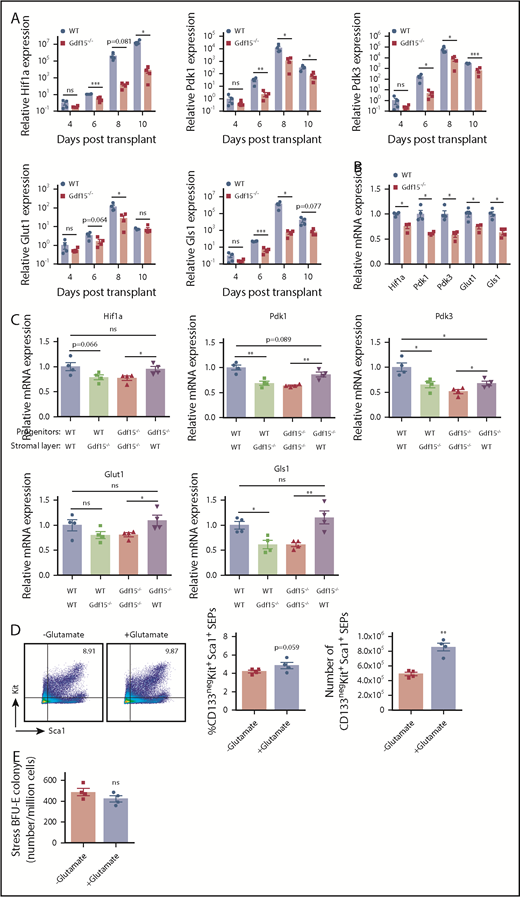 Figure 7. Mutation of Gdf15 alters the expression of metabolic enzymes during stress erythropoiesis. (A) Five × 105 bone marrow cells of WT or Gdf15−/− were transplanted to lethally irradiated WT recipients. Relative expression levels of Hif1α, Pdk1, Pdk3, Glut1, and Gls1 at indicated time points are plotted in a base-10 logarithmic scale. (B) WT and Gdf15−/− bone marrow cells were cultured in expansion media for 7 days. Stress erythroid progenitors were collected and analyzed with qRT-PCR. Relative expression levels of Hif1α, Pdk1, Pdk3, Glut1, and Gls1 are shown. (C) qRT-PCR analysis of Hif1α, Pdk1, Pdk3, Glut1, and Gls1 relative expression levels in control and mutant progenitors cultured on control or mutant stroma as indicated (see Figure 5F-G for description). Paired Student t test was performed to evaluate differences in gene expression levels. (D-E) Gdf15−/− bone marrow cells were cultured in vitro with or without 2 mM glutamate supplementation. (D) Flow cytometry analysis of (left) Kit+Sca1+ progenitor cells, (middle) percentage, and (right) absolute number of CD133negKit+Sca1+ SEPs are shown. (E) Analysis of stress BFU-E colony formation assay in hypoxia (2% O2). Data are shown as individual subject and the mean ± SEM. *P < .05, **P < .01, and ***P < .001.