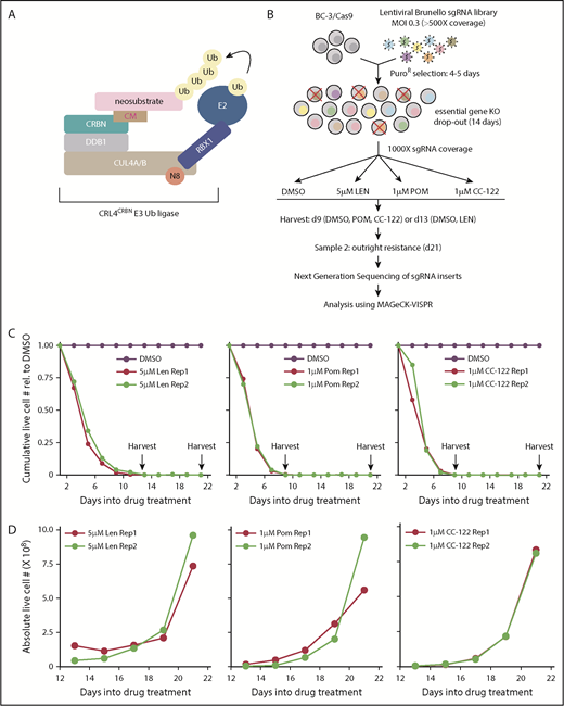 Figure 1. CRISPR-Cas9 inactivation-based CM resistance screens in the PEL cell line BC-3. (A) Schematic of the CM-bound CRL4CRBN E3 Ub ligase complex. (B) Experimental outline of CM resistance screens. (C) Cumulative live cell counts of BC-3/Cas9 during the duration of the screens. Cell numbers were normalized to those from dimethyl sulfoxide (DMSO)–treated control cells. Arrows indicate early and late points at which a subset of cells were taken from the pool for analysis of sgRNA distribution. (D) Absolute live cell counts of LEN, POM, or CC-122–treated BC-3/Cas9 cells at late times in the screen shows emergence of proliferating cell pools under continued drug treatment.