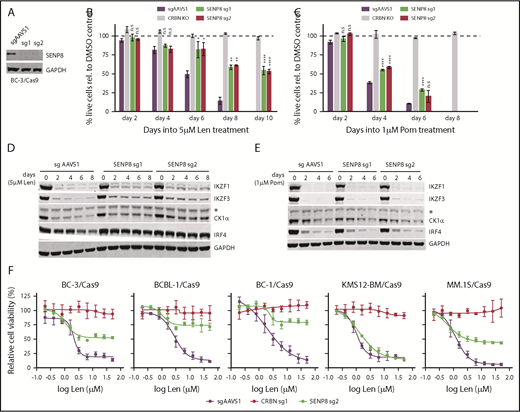 Figure 4. Inactivation of SENP8 confers resistance to LEN, but not POM. (A) Representative western blot analysis confirms efficient CRISPR-induced inactivation of SENP8 in BC-3/Cas9 cells by 2 independent SENP8-specific sgRNAs (sg1, sg2). sgAAVS1 served as negative control guide, GAPDH served as loading control. (B-C) Growth curve analyses of SENP8-inactivated BC-3/Cas9 cells after treatment with 5 µM LEN (B) or 1 µM POM (C). BC-3/Cas9 cells transduced with sgAAVS1 were included as a CM-sensitive negative control, whereas previously described clonal CRBN-inactivated BC-3 cells (CRBN KO) served as a positive control for complete CM resistance. Absolute live cell numbers were normalized to corresponding DMSO vehicle-treated cells at each passage (represented by the dotted line). These experiments were performed in parallel with UBE2G1-inactivated cells shown in Figure 3B-C, and thus share common negative and positive controls for several or all replicates (n = 3; error bars represent SEM). (D-E) Representative western blot analyses of IKZF1, IKZF3, CK1α, and IRF4 at indicated points confirm incomplete neosubstrate degradation and IRF4 downregulation in SENP8-inactivated BC-3/Cas9 cells compared with sgAAVS1 transduced BC-3/Cas9 control cells upon treatment with 5 µM LEN (D) or 1 µM POM (E). Lysates are matched with growth curves shown in panels B and C, respectively. GAPDH served as loading control. The asterisk marks a nonspecific band. (F) Dose-response analysis of LEN toxicity in Cas9-expressing PEL cell lines BC-3, BCBL-1, BC-1, and MM cell lines KMS12-BM and MM.1S on inactivation of SENP8. sgAAVS1- or sgCRBN-transduced cell lines served as negative or positive controls for drug resistance, respectively. Readout of the assay was on day 7 (BC-3, BCBL-1, and MM.1S) or day 9 (BC-1, KMS12-BM) into CM treatment. Statistical analyses in panels B and C were performed by unpaired Student t tests comparing specified conditions to corresponding sgAAVS1 controls. *P < .05; **P < .01; ***P < .001; ****P < .0001.