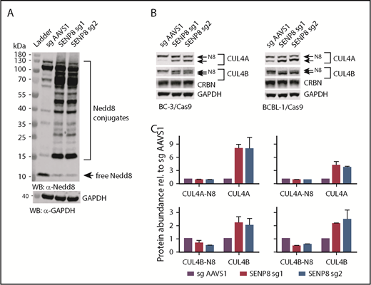Figure 5. SENP8 inactivation leads to an increase of unneddylated CUL4A/B and depletion of free Nedd8. (A) Representative western blot analysis of SENP8-inactivated and control sgAAVS1-transduced BC-3/Cas9 cells indicates a strong depletion of unconjugated Nedd8 and an increase in Nedd8-conjugated proteins. GAPDH served as loading control. SENP8 sg1 and sg2 are 2 independent SENP8-specific sgRNAs used. (B) Representative western blot analyses of CUL4A, CUL4B, and CRBN in SENP8-inactivated BC-3/Cas9 and BCBL-1/Cas9 cells indicate an increase in unneddylated CUL4A/B and no significant change in CRBN protein levels. Neddylated (N8) and unneddylated forms of CUL4A/B are indicated by arrows. GAPDH served as loading control. (C) Quantitative analysis of the data shown in panel B over replicates. Protein levels were first normalized to corresponding GAPDH levels and then to sg AAVS1 levels (n = 2; error bars represent SEM).