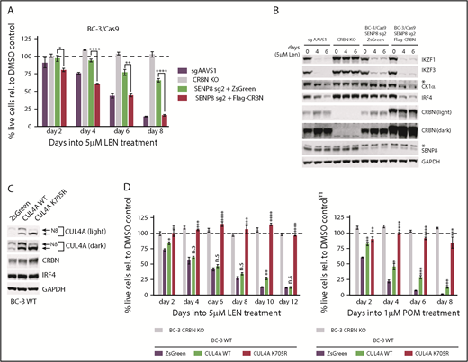 Figure 6. Overexpression of CRBN restores LEN sensitivity in SENP8-inactivated cells. (A) Growth curve analyses of SENP8-inactivated BC-3/Cas9 cells (using SENP8-specific sg2) lentivirally transduced to overexpress Flag-tagged CRBN or ZsGreen and treated with 5 µM LEN. sgAAVS1-transduced cells serve as a control for LEN-sensitive BC-3 and CRBN-inactivated BC-3 cells (CRBN KO) were used as a control for LEN-resistant cells. Live cell counts were normalized to DMSO vehicle-treated cells, represented by the dotted line (n = 3; error bars represent SEM). (B) Representative western blot analysis of IKZF1, IKZF3, CK1α, IRF4, CRBN, and SENP8 at indicated points into the experiment shown in panel A. GAPDH served as loading control. Asterisks mark nonspecific bands. (C) Representative western blot analysis of BC-3 cells transduced with lentiviral vectors constitutively expressing WT CUL4A, K705R mutant CUL4A, or ZsGreen. Membranes were probed for CUL4A, CRBN, IRF4, or the loading control GAPDH. Neddylated (N8) and unneddylated forms of CUL4A are indicated by arrows. (D-E) Growth curve analyses of BC-3 cells from panel C and treated with 5 µM LEN (D) or 1 µM POM (E). CRBN-inactivated BC-3 cells (CRBN KO) were used as a control for LEN-resistant cells. Live cell counts were normalized to DMSO-treated control cells, as represented by the dotted line (n = 3; error bars represent SEM). For western blot analysis of this experiment, see supplemental Figure 8. Statistical analyses throughout this figure were performed by unpaired Student t tests comparing specified conditions to corresponding ZsGreen controls. *P < .05; **P < .01; ***P < .001; ****P < .0001.