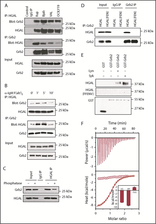 Figure 2. Grb2 directly binds to HGAL via the pYEN motif. (A) Reciprocal co-IP of HGAL and Grb2 from unstimulated Raji, Bjab, VAL, and OCILY19 lymphoma cells. (B) BCR stimulation of Raji cells with goat anti-human IgM F(ab′)2 increases HGAL and Grb2 co-IP at the indicated times. (C) γ-Phosphatase decreases co-IP of Grb2 with HGAL in Raji cells. (D) Grb2 is not interacting with HGAL(FEN) mutant. HeLa cells were transfected with plasmids encoding wild-type HGAL or its mutant HGAL (FEN) and 48 hours later subjected to Grb2 IP followed by HGAL western blotting. (E) GST-Grb2 pull-down assays with recombinant Trx-HGAL and Trx-HGAL(FEN) mutant proteins in the presence or absence of active Syk or Lyn kinases demonstrate that the HGAL-Grb2 interaction is direct and occurs only with phosphorylated HGAL protein. (F) The SH2 domain of Grb2 binds to the phosphorylated (pYEN) 12-mer peptide derived from HGAL with an affinity of 5 μM using isothermal titration calorimetry (red curve with solid dots), but not the unphosphorylated (YEN) peptide (curve with empty dots). In the inset, Grb2 SH2 domain binding to HGAL is governed by favorable enthalpic contributions accompanied by entropic penalty to the overall free energy, implying that the Grb2-HGAL interaction is largely governed by electrostatic interactions with a minor hydrophobic force contribution. Data in panels A-F are representative of 3 independent experiments. IgG, immunoglobulin G.