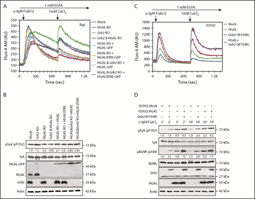 Figure 3. Opposite effects of HGAL and Grb2 on BCR-induced intracellular signaling. (A) BCR-induced intra- and extracellular Ca2+ mobilization of the indicated Raji cells recorded by flow cytometry. Different colors indicate different cell lines used in the experiments, as shown in the figure. (B) Raji cells used in panel A were stimulated with anti-human IgM F(ab′)2 for 5 minutes. Whole-cell lysates were prepared, separated by SDS-PAGE, and immunoblotted with the indicated antibodies. Actin was blotted to demonstrate equal loading. Densitometry was measured for phosphorylated Syk normalized for actin content. The value 1 was assigned to each protein in Raji mock cells. No phosphorylation is observed in unstimulated cells (not shown). (C) BCR-induced intra- and extracellular Ca2+ mobilization of the indicated U2932 cells recorded by flow cytometry. Lines represent U2932 cells transfected with the following plasmids: mock (blue), HGAL (green), Grb2(W193K) (red), and a combination of HGAL and Grb2(W193K) (purple). (D) U2932 cells used in panel C were stimulated with anti-human IgM F(ab′)2 for 2 and 10 minutes. Whole-cell lysates were prepared, separated by SDS-PAGE, and immunoblotted with the indicated antibodies. Actin was blotted to demonstrate equal loading. Densitometry was measured for phosphorylated Syk and BLNK normalized for actin content. The value 1 for each protein was assigned to U2932 cells transfected with mock plasmid and stimulated for 2 minutes. Data in panels A-D are representative of 3 independent experiments. AU, arbitrary units.