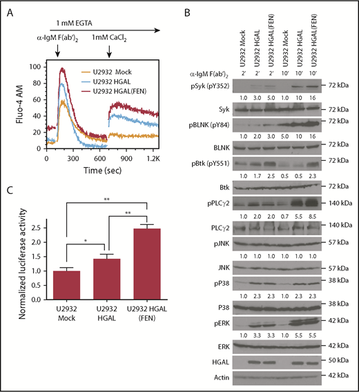 Figure 4. HGAL (FEN) mutant not interacting with the Grb2 protein exhibits enhanced effects on BCR signaling compared with wild-type HGAL. (A) BCR-induced intra- and extracellular Ca2+ mobilization of the indicated U2932 cells recorded by flow cytometry. Lines represent U2932 cells transfected with the following plasmids: mock (orange), HGAL (blue), and HGAL (FEN) (red). (B) U2932 cells used in panel A were stimulated with anti-human IgM F(ab′)2 for 2 and 10 minutes. Whole-cell lysates were prepared, separated by SDS-PAGE, and immunoblotted with the indicated antibodies. Actin was blotted to demonstrate equal loading. Densitometry was measured for phosphorylated Syk, BLNK, BTK, PLCγ2, pJNK, pP38, and pERK normalized for actin content. The value 1 was assigned for each protein in U2932 cells transfected with mock plasmid and stimulated for 2 minutes. Data in panels A-B are representative of 3 independent experiments. (C) U2932 cells used in panel A were cotransfected with both pNF-κB-Luc reporter and pRL-TK plasmids for 24 hours and stimulated with anti-human IgM F(ab′)2 for 30 minutes. Whole-cell lysates were prepared and used for determination of luciferase activity. Numbers refer to relative luciferase activities (Luc/Rlu) representing means + standard deviation of the mean of 3 independent experiments, each performed in triplicate. Asterisks indicate statistically significant differences (*P = .02; **P < .0005).