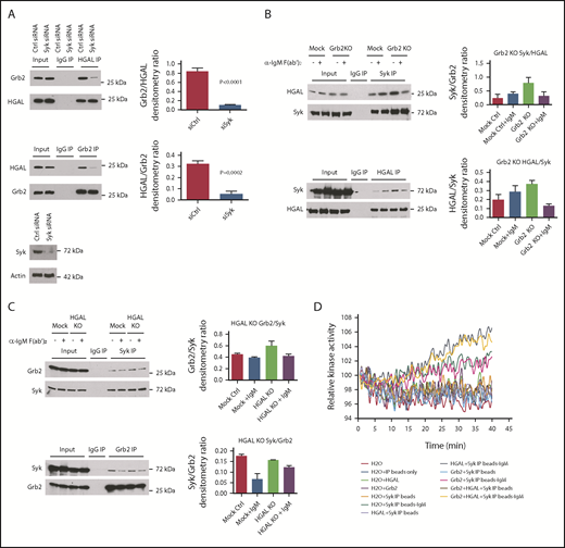 Figure 5. Interplay among Grb2, HGAL, and Syk proteins. (A) Knockdown of Syk decreases the Grb2 and HGAL interaction in co-IP experiment in unstimulated Raji cells. Bar graphs show the relative densitometry of Grb2 protein in HGAL immunoprecipitates or HGAL protein in Grb2 immunoprecipitates; western blots demonstrate expression of Syk following Syk knockdown. (B) Effect of Grb2 knockout on HGAL and Syk interaction in a co-IP experiment in unstimulated and BCR-stimulated Raji cells. Bar graphs show the relative densitometry of HGAL protein in Syk immunoprecipitates or Syk protein in HGAL immunoprecipitates. (C) Effect of HGAL knockout on Grb2 and Syk interaction in co-IP experiment in unstimulated and BCR-stimulated Raji cells. Bar graphs show the relative densitometry of Grb2 protein in Syk immunoprecipitates or Syk protein in Grb2 immunoprecipitates. (D) Syk kinase activity assay. Syk was immunoprecipitated from unstimulated or stimulated Raji cells and used in a Syk kinase activity assay, either alone or with purified HGAL and/or Grb2 proteins. Immunoprecipitates with control antibody and beads only were used as negative controls. Data in panels A-D are representative of 3 independent experiments. Error bars represent standard deviation.