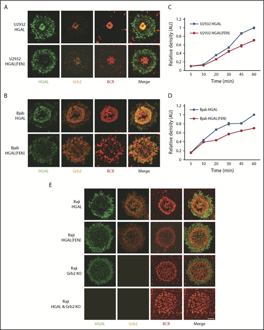 Figure 6. HGAL colocalizes with Grb2 at cSMACs and facilitates antigen aggregation in a planar lipid bilayer model. (A-B) Upon antigen stimulation of wild-type HGAL expressing U2932 (A) and Bjab (B) cells, BCR microclusters formed and eventually accumulated in cSMACs at 30 minutes. HGAL colocalizes with the BCR in cSMACs; Grb2 redistributes to the membrane area and colocalizes with HGAL in cSMACs (top panels). In HGAL (FEN) mutant–expressing cells, HGAL mutant exhibits only pSMAC distribution and lost cSMAC colocalization with Grb2 and results in less defined cSMACs with decreased BCR accumulation (lower panels). (C-D) BCR microcluster/cSMAC formation as a function of time in U2932 (C) and Bjab (D) cells. Error bars denote ±1 standard error of the mean. Two-way analysis of variance was performed to determine if the kinetic responses of U2932 and Bjab cells transfected with HGAL and HGAL (FEN) are different. P = .0001 for U2932 and P = .0001 for Bjab cell lines. (E) Distribution of HGAL, HGAL(FEN), Grb2, and BCR in Raji HGAL KO cells reconstituted with wild-type HGAL-GFP and HGAL(FEN) GFP, Riaji Grb2 KO, and Raji HGAL and Grb2 KO cells 30 minutes after stimulation. Each image shown in panels A-B,E is 20 microns wide.