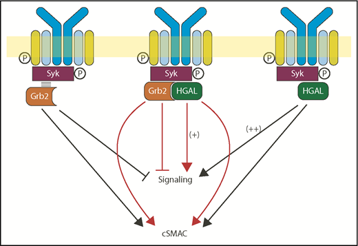 Figure 7. Schematic diagram of the biological effects attributed to the interaction between HGAL and Grb2 proteins. Grb2 is known to interact with Syk and attenuates its activation by Lyn, leading to decreased BCR-induced intracellular signaling, while promoting cSMAC and immunological synapse formation (left). HGAL directly binds to Syk and increases its kinase activity, leading to enhanced BCR signaling (right). Further, HGAL contributes to faster dynamics of cSMAC formation and increases BCR accumulation in cSMACs. Grb2-HGAL binding counteracts the effects of individual proteins on BCR-induced biochemical signaling while cooperating to regulate cSMAC formation (middle).