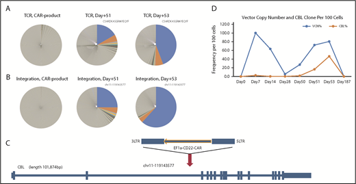 Figure 2. Expansion and persistence of CAR T cell with lentivector integrated in the CBL gene. (A) TCR diversity of CAR product before infusion; samples taken from the patient on days +51 and +53. A major clonotype that was obvious in day +51 and became more dominant on day +53. (B) Integration site diversity of CAR product before infusion and samples taken from the patient on days +51 and +53. The top clones at days +51 and +53 are the same and have same vector integrated in chr11 at position 119143577. (C) Details of the integration in the dominant clone at days +51 and +53. The lentiviral vector carrying the EF1a–anti-CD22 CAR integrated in the second intron of CBL gene on chr11, in the opposite orientation to the gene. (D) Longitudinal quantification of CAR vector copy numbers and the CBL clone in patient WBCs by ddPCR. The vector copy number (copies per 100 cells) shows 2 phases of expansion of CAR T cells. The first phase peaked at day +7 to +14 and subsided around day +30. The second phase peaked at day +53. The clone with the vector inserted into the CBL gene was quantified with ddPCR assay specific for the junction between the vector and host DNA. The clone is detectable, at a low level, from day +7 throughout day +53. During the second phase of CAR T expansion, the CBL clone became the dominant clone at day +53, constituting 46% of total WBCs in the patient and more than one-half of the CAR T cells.