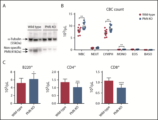 Figure 1. Cell counts in the peripheral blood of mice 8 to 12 weeks of age. (A) Western hybridization of BMCs harvested from 3 wild-type mice (left 3 lanes) and 3 Phf6 knockout (KO) mice (right 3 lanes). Phf6 (∼41 kDa) was markedly depleted in the bone marrow of Phf6 KO mice. (B) Female Phf6 KO mice had higher WBC, lymphocyte (LYMPH), and monocyte (MONO) counts than wild-type littermates. (C) Phf6 KO mice (n = 19), male and female, had higher B220+ B-cell counts (left panel), lower CD4+ T-cell counts (middle panel), and lower CD8+ T-cell counts (right panel) in their peripheral blood than wild-type mice (n = 17). *P < .05; **P < .01; ***P < .001; ****P < .0001. BASO, basophil; CBC, complete cell count; EOS, eosinophil; NEUT, neutrophil.