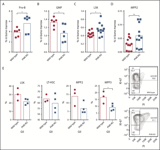Figure 3. The composition of HSPCs under steady state. (A) Phf6 knockout (KO) mice had higher percentages of pro-B cells in their bone marrow (P = .0429; wild-type, n = 6; Phf6 KO, n = 6). (B) Phf6 KO mice had less GMP (P = .0184; wild-type, n = 11; Phf6 KO, n = 11). (C) Phf6 KO mice had higher percentages of LSK BMCs compared with wild-type mice (P = .0187; wild-type, n = 11; Phf6 KO, n = 11). (D) The percentages of MPP2 were higher in Phf6 KO mice (P = .0035; wild-type, n = 11; Phf6 KO, n = 11). (E) Cell cycle analysis of the subpopulations of Phf6 KO HSPCs exhibited a lower proportion of G0 phase cells compared with the wild-type counterparts. Representative FACS plots showed more active proliferation in Phf6 KO MPP3 compared with the wild-type cells.*P < .05; **P < .01.