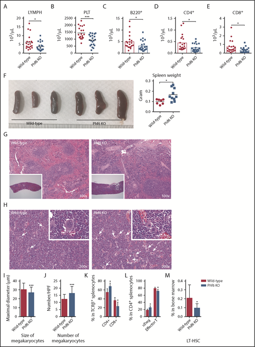 Figure 4. Analysis of aged wild-type and Phf6 knockout (KO) mice. (A) At 18 months of age, Phf6 KO mice had lower lymphocyte (LYMPH) counts (P = .0237; wild-type, n = 20; Phf6 KO, n = 21). (B) Aged wild-type mice had higher platelet (PLT) counts compared with aged Phf6 KO mice (P = .0002; wild-type, n = 20; Phf6 KO, n = 21). (C) Aged Phf6 KO mice had lower B220+ B-cell counts in their peripheral blood compared with wild-type mice (P = .0345; wild-type, n = 20; Phf6 KO, n = 21). (D) Aged Phf6 KO mice had lower CD4+ T-cell counts in their peripheral blood (P = .0126; wild-type, n = 20; Phf6 KO, n = 21). (E) Aged Phf6 KO mice had lower CD8+ T-cell counts in their peripheral blood (P = .0258; wild-type, n = 20; Phf6 KO, n = 21). (F) Aged Phf6 KO mice had larger spleens (P = .014; wild-type, n = 7; Phf6 KO, n = 10). (G) Tissue sections showed increased extramedullary hematopoiesis in the red pulp of spleens from Phf6 KO mice (inset 20×). (H) Bone marrow sections showed increased megakaryocyte number, decreased cell size, and nuclear lobation of megakaryocytes (indicated by white arrows) in Phf6 KO mice (inset 1000×; scale bar, 10 μm). (I) Megakaryocytes of aged Phf6 KO mice had decreased cell size (P = .0007; both, n = 3). (J) Aged Phf6 KO mice had increased megakaryocyte number (P = .0004; both, n = 3). (K) Aged Phf6 KO mice had higher percentages of CD4+ cells (left) and lower percentages of CD8+ cells (right) in the spleens (P = .0105 and .0247, respectively; wild-type, n = 5; Phf6 KO, n = 9). (L) In the fraction of CD4+ splenic T cells, Phf6 KO mice had higher percentages of naive regulatory T cells (left panel) and lower percentages of effector T cells (right panel) (P = .018 and .0205; wild-type, n = 5; Phf6 KO, n = 9). (M) In the bone marrow, aged Phf6 KO mice had decreased LT-HSCs (P = .0424; wild-type, n = 7; Phf6 KO, n = 10). *P < .05; ***P < .001. HPF, high-power field; TCRβ+, T-cell receptor-β+.