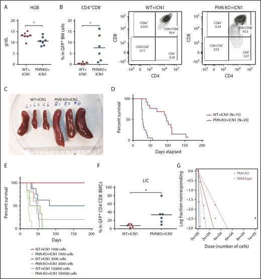 Figure 6. The synergistic effects of Phf6 deletion on ICN1 overexpression. (A) Six weeks after transplantation, the recipients of Phf6 KO+ICN1 cells had lower hemoglobin (HGB) levels. (B) The recipients of Phf6 KO+ICN1 cells had higher percentages of CD4+CD8– cells within the ICN1 overexpressing BMCs (P = .0325). Representative FACS plots of bone marrow are shown. (C) The recipients of Phf6 KO+ICN1 cells had larger spleens. (D) The recipients of Phf6 KO+ICN1 cells had a shorter overall survival (P < .0001). (E) The survival disadvantages of Phf6 KO+ICN1 mice held true with different cell doses. (F) There were more LICs (CD4–CD8–CD25+CD127+) in Phf6 KO+ICN1 mice marrow. (G) Phf6 KO+ICN1 mice had more LIC (P < .0001) according to limiting dilution assays. *P < .05.