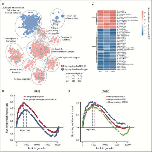 Figure 7. Phf6 deletion enriched differentiation and cell cycle–associated functions in HSPCs. (A) Enrichment Map showing the significantly perturbed functions in Phf6-null compared with wild-type HSPCs nodes are Gene Ontology gene sets, and edges indicate shared genes. (B) GSEA plot for representative gene sets enriched in Phf6 KO vs wild-type cells. (C) Heatmap representation of oncogenic signatures significantly enriched or depleted (P < .05) in Phf6 KO HSPCs. (D) GSEA plot for representative oncogenic signatures enriched in Phf6 KO cells vs wild-type cells. E2F1, Myc oncogene (MYC), and MTOR signatures were positively enriched in Phf6 KO LT-HSCs, MPP2, and MPP3. ER, endoplasmic reticulum.