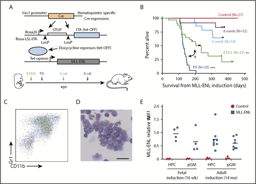 Figure 1. MLL-ENL initiates AML most efficiently when it is induced in neonates. (A) Overview of the strategy for inducing MLL-ENL at E10.5, P0, and 3 weeks and 8 weeks after birth. (B) Kaplan-Meier survival curves for mice after MLL-ENL induction at the indicated ages. **P < .01, ***P < .0001 relative to induction at 8 weeks after birth. #P < .0001 for P0 relative to E10.5 induction. Survival curves were compared with the log-rank test. Group sizes are indicated. (C) Representative flow plot for AML specimens from Tet-OFF-MLL-ENL mice. (D) Representative AML cytospin. Scale bar indicates 100 μM. (E) Expression of the MLL-ENL transcript by RNA-seq after induction at E10.5. Reads from HPCs and pGMs were mapped to the human MLL-ENL sequence for the indicated induction ages and genotypes. Reads per kilobase of transcript per million mapped reads values from each sample were normalized to one allele of endogenous Mll1.