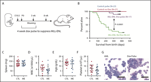 Figure 2. Transient suppression of MLL-ENL in neonates prevents AML in most mice. (A) Overview of experimental design. (B) Kaplan-Meier survival curves for Tet-OFF-MLL-ENL mice after neonatal suppression of the transgene. The P value is indicated and reflects a comparison of mice that received a 4-week doxycycline (Dox) pulse, beginning at P0, to mice that did not receive doxycycline. Group sizes are indicated. Survival curves were compared by the log-rank test. (C-F) Spleen weights, white blood cell (WBC) counts, and hemoglobin (Hgb) and platelet counts for mice that survived for >1 year after transient MLL-ENL suppression. All mice were euthanized ∼12 months after birth. (G) Representative bone marrow cytospins for mice that developed AML, in the absence of doxycycline, and mice that survived for >1 year after transient MLL-ENL suppression. Scale bars indicate 100 μM. For panels C-F, CTL indicates control and ME indicates Tet-OFF-MLL-ENL genotypes.