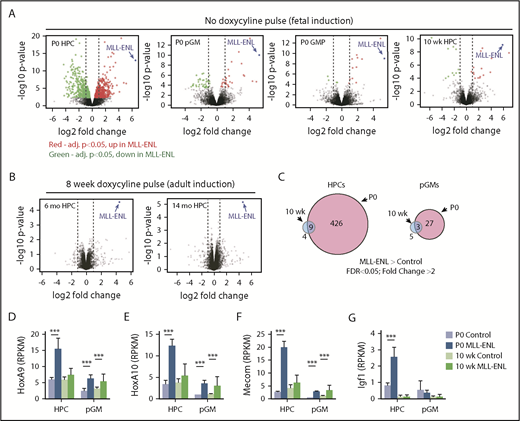 Figure 4. MLL-ENL induces changes in gene expression more efficiently in neonatal HPCs than in older or more committed progenitors. (A) Volcano plots show genes that are significantly induced (red) or significantly repressed (green) in HPCs, pGMs, or GMPs at P0, or in 10-week-old HPCs, after fetal MLL-ENL induction. The MLL-ENL transcript was mapped, and expression is indicated as a blue data point. RNA-seq data were analyzed, and adjusted (adj.) P values were calculated, as indicated in "Materials and methods." Genes that changed with an adjusted P < .05 were considered significantly differentially expressed. (B) Volcano plots showing a lack of differential gene expression after adult MLL-ENL induction. The panels indicate gene expression 6-month-old or 14-month-old mice (4 months or 12 months after doxycycline withdrawal). MLL-ENL was expressed at these ages as indicated by the blue dots. (C) Venn diagrams comparing the number of genes for the indicated cell types and ages that showed significantly increased expression and a fold change >2. Data reflect fetal MLL-ENL induction. FDR, false discovery rate. (D-G) Reads per kilobase of transcript per million mapped reads (RPKM) values for Hoxa9, Hoxa10, Mecom, and Igf1 at the indicated ages after fetal MLL-ENL induction. Error bars indicate standard deviation. ***Adjusted P < .001. For all groups, n = 3 to 4 independent biological replicates.