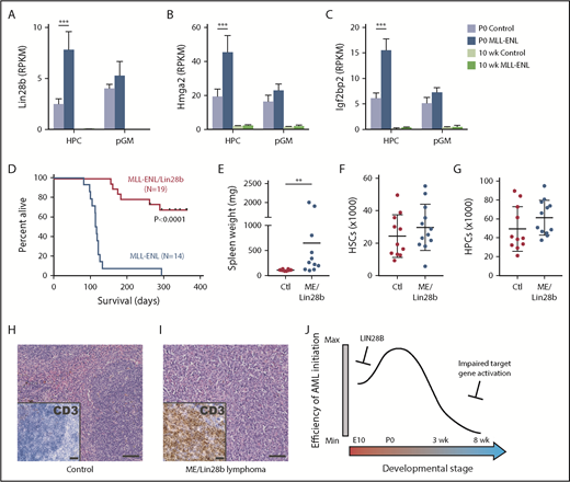 Figure 7. Lin28b suppresses MLL-ENL–driven AML. (A-C) Lin28b, Hmga2 and Igf2bp2 were hyper-activated in MLL-ENL expressing neonatal, but not adult, HPCs. ***Adjusted P < .001. (D) Survival of Tet-OFF-MLL-ENL and Tet-OFF-MLL-ENL/Lin28b mice after neonatal transgene induction. Curves were compared by the log-rank test. (E-G) Spleen weight and HSC and HPC numbers in surviving Tet-OFF-MLL-ENL/Lin28b after they were euthanized at >1 year old. (H-I) Representative spleen histology and CD3 expression in control mice or Tet-OFF-MLL-ENL/Lin28b mice that became moribund. Scale bars indicate 100 μM (large panels) or 40 μM (insets). (J) MLL-ENL initiates AML most efficiently when it is induced during the neonatal stage of development. Lin28b might protect against AML initiation in utero. At later stages of development, MLL-ENL fails to activate target genes as efficiently as it does in neonates.
