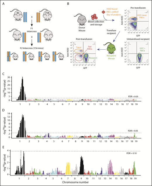 Figure 1. QTL mapping of Rbcstor1 and Rbcstor2. (A) B6 mice were crossed with FVB mice to generate an F1 generation. F1 mice were then interbred to generate an F2 generation. A total of 156 F2 mice were analyzed for their genetic backgrounds (SNP-based genotyping) and tested for RBC storage biology both by determining posttransfusion recoveries (depicted in panel B) and by high-resolution metabolomics (detailed in Table 1). (B) Twenty-four–hour recovery of stored RBCs was determined for each individual F2 mouse as depicted. Donor RBCs were stored for 7 days, spiked with a fresh HOD RBC tracer population, and then transfused into GFP mice with a B6xFVB F1 genetic background. Representative flow cytometry plots are shown. (C) QTL analysis using 24-hour recovery as a quantitative phenotype identified a single region of high significance over a broad range of chromosome 1, termed Rbcstor1. (D) QTL analysis using spontaneous hemolysis in the storage tube as a quantitative phenotype identified a single region of high significance over a broad range of chromosome 1, termed Rbcstor2. (E) QTL using 24-hour recovery as a phenotype on the subset of F2 mice containing the same allelotypes at Rbcstor1 did not identify any other contributing QTL. Likewise, taking a similar approach with spontaneous hemolysis and Rbcstor2, no additional contributing QTL was identified (data not shown). FDR, false discovery rate.