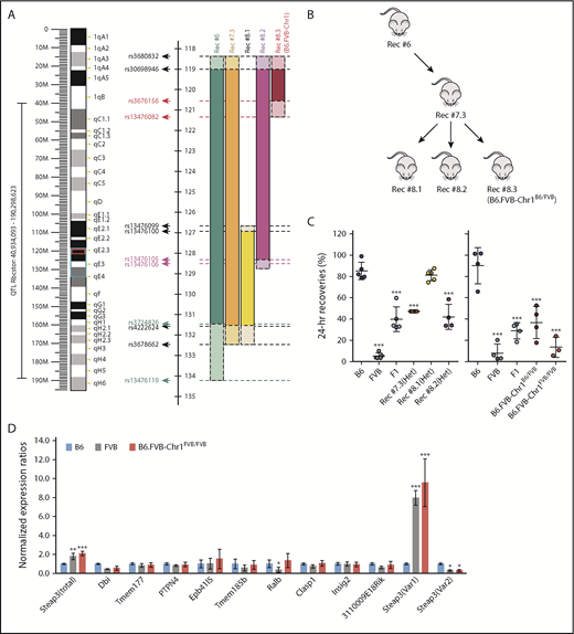 Figure 2. Phenotype and genotype-guided backcrossing based mapping and generation of congenic mice. (A) Left: map of murine chromosome 1. The black bracket indicates the boundaries of Rbcstor1, the turquoise box indicates the boundaries of the sixth-generation mouse, and the red box indicates the minimal region containing genetic elements sufficient to confer the poor RBC storage phenotype on a B6 background. Right: pictoral representation of the recombinants obtained in generations 6 to 8 of backcrossing, including the SNPs that define these boundaries (supplemental Table 1). (B) Pedigrees of congenic generations 6 to 8 are shown. (C) Twenty-four–hour recoveries of RBCs stored for 7 days. Left and right panels reflect separate experiments, respectively, each with its own B6, FVB, and F1 controls. These data represent means ± standard deviation (SD) from a representative experiment (n = 3-5 mice per group). These data have been replicated in at least 3 experiments. Statistics calculated using 1-way ANOVA with a Bonferroni post hoc analysis. A significant difference from B6 is indicated by ***P < .0001. (D) Quantitative real-time PCR of each of the gene products contained within the mapped genetic region on chromosome 1. Quantitative real-time PCR was performed on EPs isolated by fluorescence-activated cell sorting from each mouse strain using prevalidated TaqMan assays for each of the 20 genes. Amplification was observed for 10 of the 20 genes. Data shown represent the combined means and SD of expression levels (normalized to expression in B6) from 3 independent experiments. Statistics were calculated by using 2-way ANOVA with a Bonferroni post hoc analysis. A significant difference from B6 is indicated by the following: *P < .05, **P < .005, ***P < .0001.