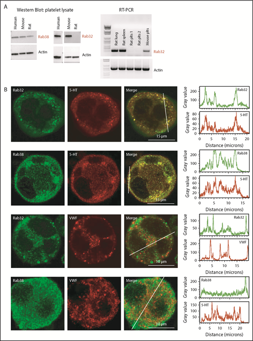 Figure 1. Expression of RAB38 and RAB32 proteins in MKs and platelets. (A, left panel) Western blots of human, mouse, and rat total platelet (Plts) lysates (10 µg) showing expression of RAB38 in all 3 species but not of RAB32 in rat platelets. Actin was present as a loading control. Representative blots from 3 independent experiments. (A, right panel) Reverse transcription polymerase chain reaction amplification of mRNA from rat lung, spleen, and platelets and mouse platelets, indicating absence of RAB32 mRNA in rat platelets. Rat plts 1: OFA rat; rat plts 2: Wistar rat. (B) Confocal images of immunolabeled mouse MKs. Left panels show RAB32 or RAB38 labeling (green), 5-HT or VWF labeling (red), and the merged images. Right panels show for each labeling a line scan of the fluorescence intensity along the drawing line visualized in the merged images. Bar, 5 µm. Images are representative of at least 3 independent labeling experiments.