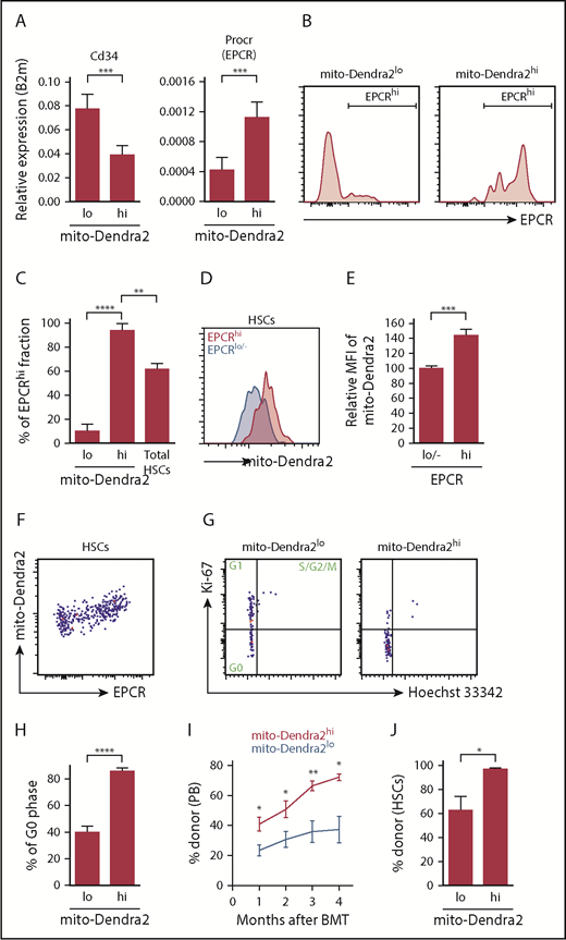 Figure 2. mito-Dendra2hi HSCs are more quiescent and have greater reconstitution capacity than mito-Dendra2lo HSCs. (A) Relative expression of Cd34 and Procr (EPCR) normalized to B2m expression in mito-Dendra2lo and mito-Dendra2hi HSCs quantified by reverse transcription polymerase chain reaction (mean ± SD; n = 5 each). (B) Representative flow cytometric graphs of EPCR expression in mito-Dendra2lo (left panel) and mito-Dendra2hi (right panel) HSCs. (C) Frequency of EPCRhi HSCs within mito-Dendra2lo, mito-Dendra2hi, and total HSC fractions (mean ± SD; n = 3 each). (D) Representative flow cytometric graph of mito-Dendra2 fluorescence intensity in EPCRlo/− and EPCRhi HSCs. (E) Median fluorescence intensity of mito-Dendra2 in EPCRlo/− and EPCRhi HSCs (mean ± SD; n = 3 each). (F) Representative flow cytometric plots showing the correlation between mito-Dendra2 fluorescence intensity and EPCR expression of HSCs. (G) Representative flow cytometric plots showing cell cycle profiles of mito-Dendra2lo and mito-Dendra2hi HSCs. (H) Frequency of G0 phase cells within mito-Dendra2lo and mito-Dendra2hi HSCs (mean ± SD; n = 4 each). (I) Monthly peripheral blood (PB) chimerism of mononuclear cells in Ly5.1 recipients transplanted with mito-Dendra2lo or mito-Dendra2hi ESLAM LSK cells (250 cells) and Ly5.1 competitor cells (2 × 105 cells) over 4 months posttransplantation (mean ± SEM; n = 4 or 5 each). (J) BM chimerism of HSCs in the Ly5.1 recipients transplanted with mito-Dendra2lo or mito-Dendra2hi ESLAM LSK cells 4 months posttransplantation (mean ± SEM; n = 4 or 5 each). *P < .05, **P < .01, ***P < .001, ****P < .0001, Student t test.