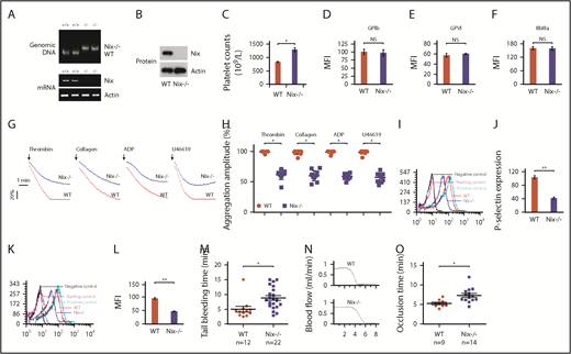 Figure 1. Genetic ablation of Nix impairs platelet activation. (A-B) Characterization of Nix knockout (Nix−/−) mice by polymerase chain reaction (A) and western blotting (B). (C) Platelet counts from Nix−/− mice and WT controls (WT) were illustrated. Student t test. (D-F) Platelet membrane receptors GPIb (D), GPVI (E), and GPIIbIIIa (F) were analyzed by flow cytometry using specific antibodies. Student t test. (G-H) Platelet aggregation induced by thrombin, collagen, ADP, and U46619 was monitored. (G) Baseline of platelet aggregation trace was indicated with arrowhead. (H) The aggregation amplitudes were analyzed (n = 11). Student t test. (I-J) P-selectin surface expression of platelets treated with 0.05 U/mL α-thrombin was examined by flow cytometry using anti–P-selectin antibody, and negative controls (IgG control), resting platelet controls, and positive controls (A23187-treated platelets) have been included (I); statistical analysis of the data is shown in panel J. Student t test. (K-L) Platelet activation of platelets treated with 0.05 U/mL α-thrombin was detected by flow cytometry using an antibody against the active αIIbβ3, and negative controls (IgG control), resting platelet controls, and positive controls (A23187-treated platelets) have been included (K); statistical analysis of the data is demonstrated in panel L. Student t test. (M) Comparison of tail-bleeding time in Nix−/− mice and WT controls. Nonparametric test. (N-O) The occlusion times in the FeCl3-induced thrombus models in Nix−/− mice and WT controls (N); statistical analysis of the data using the nonparametric test is shown in panel O. *P < .05; **P < .01. n = 9 for each group if it is not stated in the figures. MFI, mean fluorescence intensity; mRNA, messenger RNA; NS, not significant.