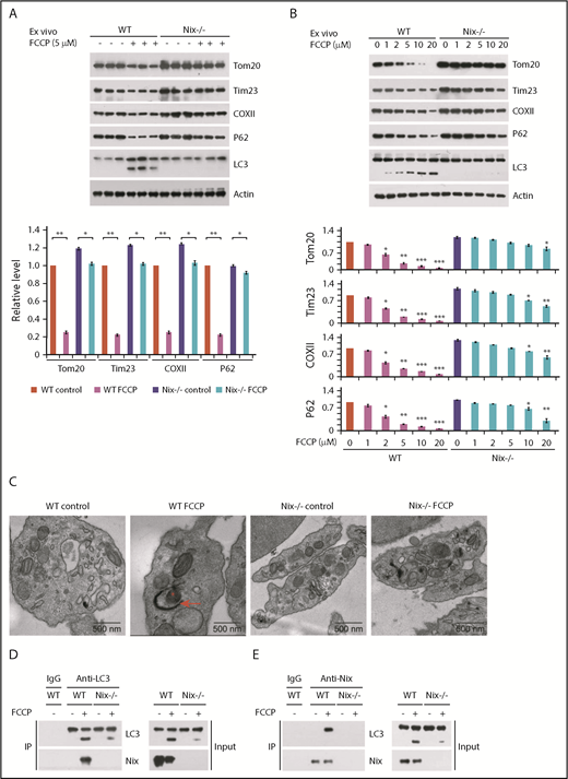 Figure 2. Nix induces mitochondrial autophagy in platelets in response to FCCP. Platelets were isolated from the blood of Nix−/− mice and WT mice. (A-B) Platelets (3 × 108/mL) were treated with FCCP at 5 μM in panel A or at the indicated concentrations in panel B at room temperature for 2 hours, and the samples were subjected to western blotting analysis using the indicated antibodies. (A) Each lane in the same treatment of mouse represents a different mouse and 3 independent experiments with a total of 9 mice were used. (B) Three mice of WT and 3 mice of Nix−/− were used and the platelets were pooled in 1 experiment, and 3 independent experiments with a total of 9 mice were used. The grayscale values of all the bands were measured with ImageJ software and the statistical data are illustrated. ANOVA was used. (C) Platelets were treated as described in panel A, and platelet mitophagy was detected by electron microscopy. Mitophagy phenomenon of mitochondria enclosed in autophagosomes was quantitated, and the data demonstrated that 4 of 318 mitochondria were observed within the autophagosomes in 60 WT platelets treated with FCCP and 0 of 387 mitochondria were observed within the autophagosomes in 60 Nix−/− platelets treated with FCCP. (D-E) Analysis of the interaction between Nix and LC3 by coimmunoprecipitation. The IgG-treated sample served as a control; n = 9 for each group. Red asterisk, mitochondrion. Red arrow, double-membrane autophagic structures (mitophagosomes).